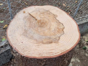 VIDEO: Do Olomouce dorazil vánoční strom. Je z Hluboček a čeká na své jméno