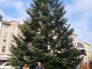 VIDEO: Do Olomouce dorazil vánoční strom. Je z Hluboček a čeká na své jméno