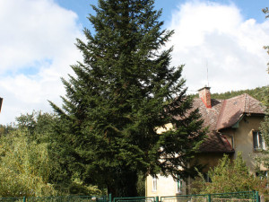 VIDEO: Do Olomouce dorazila vánoční jedle z Hluboček. Ještě nemá jméno a rozsvítí se příští neděli
