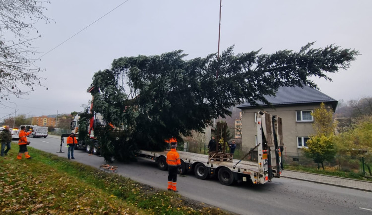 VIDEO: Do Olomouce dorazil vánoční strom. Je z Hluboček a čeká na své jméno