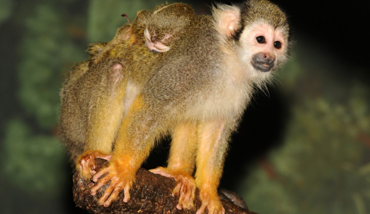 Samice kotula nosí mládě po narození nejprve na břiše, poté na svých bedrech