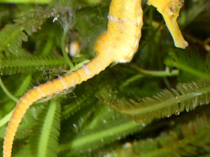 Do olomoucké zoo se vrátili mořští koníci. Najít je není snadné, jsou to totiž mistři kamufláže