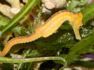 Do olomoucké zoo se vrátili mořští koníci. Najít je není snadné, jsou to totiž mistři kamufláže