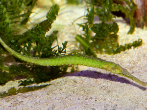 Do olomoucké zoo se vrátili mořští koníci. Najít je není snadné, jsou to totiž mistři kamufláže