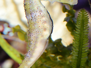 Do olomoucké zoo se vrátili mořští koníci. Najít je není snadné, jsou to totiž mistři kamufláže