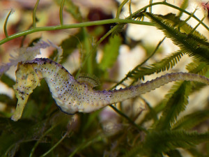 Do olomoucké zoo se vrátili mořští koníci. Najít je není snadné, jsou to totiž mistři kamufláže