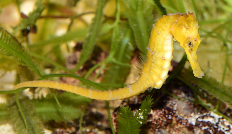 Do olomoucké zoo se vrátili mořští koníci. Najít je není snadné, jsou to totiž mistři kamufláže