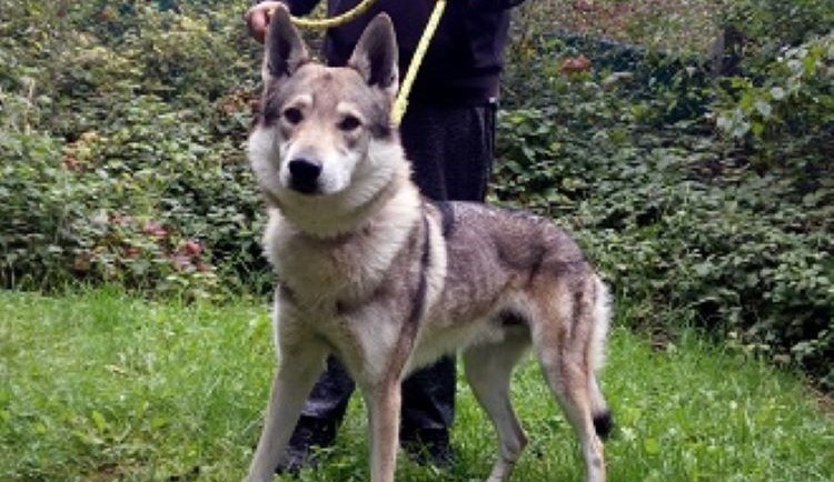 HLEDÁME PÁNÍČKA: Lord, Ben a Pongo z Čech pod Kosířem hledají svůj nový domov