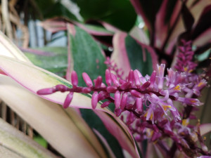 Skleníky s tropickými rostlinami budou na výstavišti  Flora v Olomouci otevřené i v prosinci