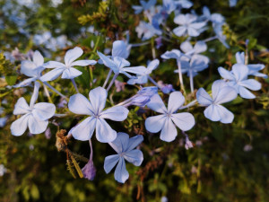 Skleníky s tropickými rostlinami budou na výstavišti  Flora v Olomouci otevřené i v prosinci