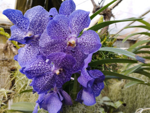 Skleníky s tropickými rostlinami budou na výstavišti  Flora v Olomouci otevřené i v prosinci