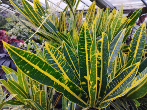 Skleníky s tropickými rostlinami budou na výstavišti  Flora v Olomouci otevřené i v prosinci