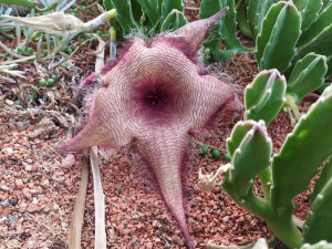 Skleníky s tropickými rostlinami budou na výstavišti  Flora v Olomouci otevřené i v prosinci