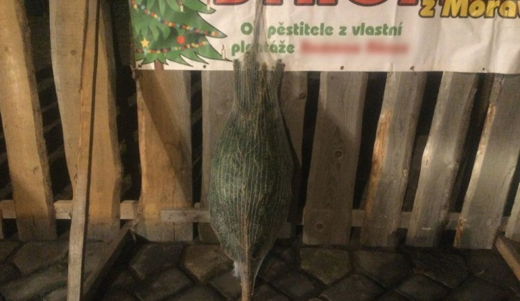 Dvojice zatoužila v jednu hodinu v noci po vánočním stromku. Krádež sledovali strážníci na kamerách