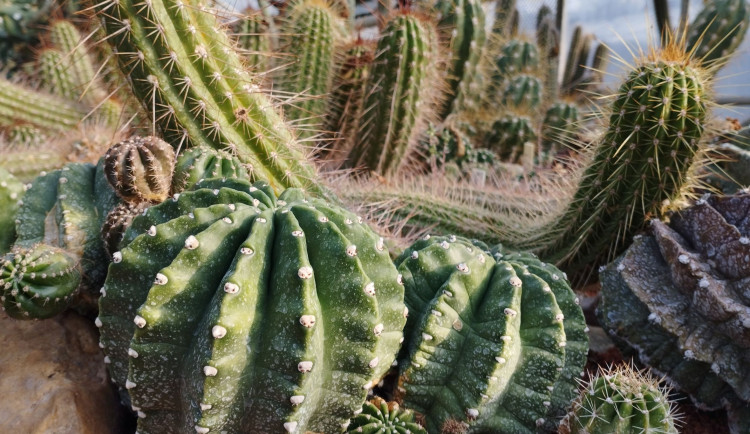 Skleníky s tropickými rostlinami budou na výstavišti  Flora v Olomouci otevřené i v prosinci