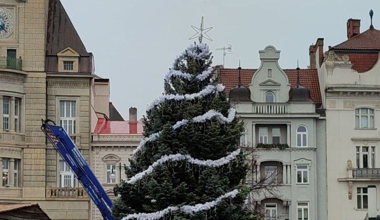 V Prostějově opět budí pozornost křivý vánoční stromeček. Už je to tradice, smějí se lidé