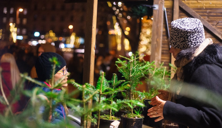 V tomto týdnu odstartuje prodej vánočních stromků, lesníci jsou připraveni