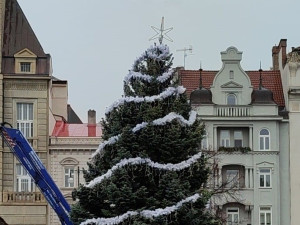 V Prostějově opět budí pozornost křivý vánoční stromeček. Už je to tradice, smějí se lidé