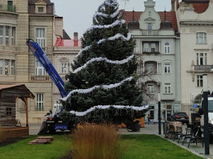 V Prostějově opět budí pozornost křivý vánoční stromeček. Už je to tradice, smějí se lidé