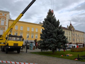 V Prostějově opět budí pozornost křivý vánoční stromeček. Už je to tradice, smějí se lidé