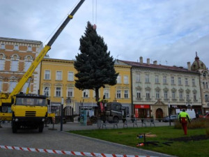 V Prostějově opět budí pozornost křivý vánoční stromeček. Už je to tradice, smějí se lidé