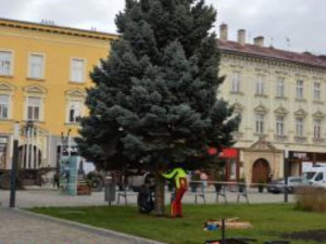 V Prostějově opět budí pozornost křivý vánoční stromeček. Už je to tradice, smějí se lidé
