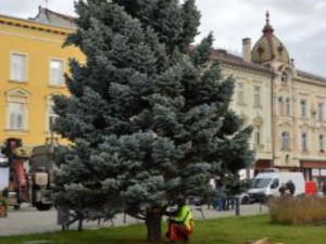 V Prostějově opět budí pozornost křivý vánoční stromeček. Už je to tradice, smějí se lidé