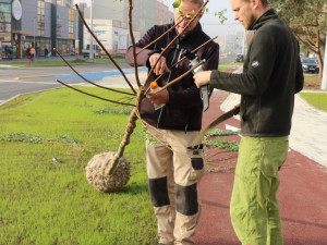Nové stromy, záhony a trávníky. I takový byl olomoucký podzim