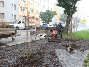 Nové stromy, záhony a trávníky. I takový byl olomoucký podzim