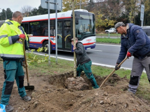 Nové stromy, záhony a trávníky. I takový byl olomoucký podzim