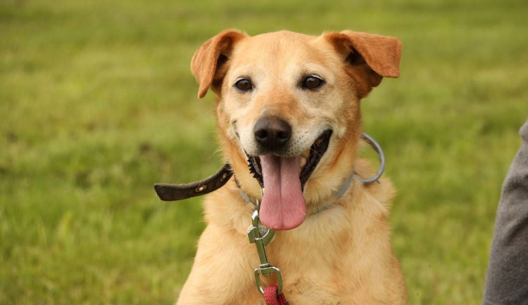 HLEDÁME PÁNÍČKA: Míša, Chico a Bady z Javorníku měli opravdu drsný život. Slituje se někdo?