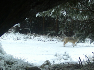 FOTO, VIDEO: V Jeseníkách kromě vlka a rysa sídlí také král nebes, orel skalní. Potvrdily to unikátní záběry