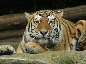 Budou na Svatém Kopečku zase tygřata? Olomoucká zoo rozběhla námluvy vzácných šelem
