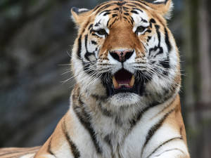 Budou na Svatém Kopečku zase tygřata? Olomoucká zoo rozběhla námluvy vzácných šelem