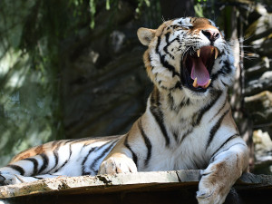 Budou na Svatém Kopečku zase tygřata? Olomoucká zoo rozběhla námluvy vzácných šelem