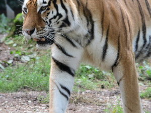 Budou na Svatém Kopečku zase tygřata? Olomoucká zoo rozběhla námluvy vzácných šelem