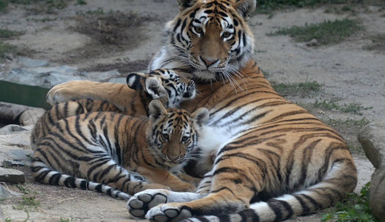 Koťata tygrů ussurijských se v Zoo Olomouc narodila naposledy před sedmi lety