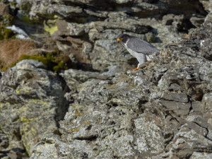 Nedbáte na rozšiřování divoké přírody v Jeseníkách, naopak umožňuje její ničení, kritizují ochránci přírody správu. Ta to odmítá
