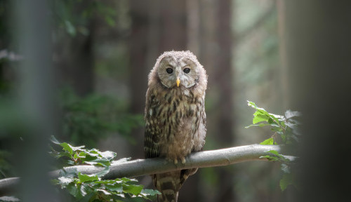 Nedbáte na rozšiřování divoké přírody v Jeseníkách, naopak umožňuje její ničení, kritizují ochránci přírody správu. Ta to odmítá