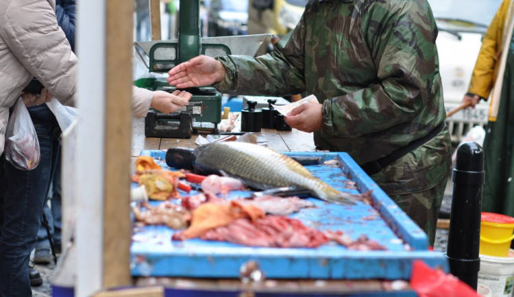 Hradečtí lesníci mají připraveny tuny vánočních kaprů, co nevidět začne prodej
