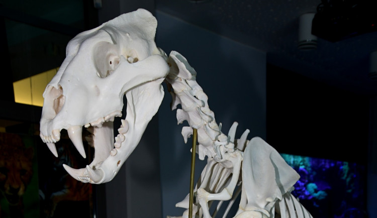 Lev Šimon se vrátil do olomoucké zoo. Jeho kostra bude vzdělávat návštěvníky