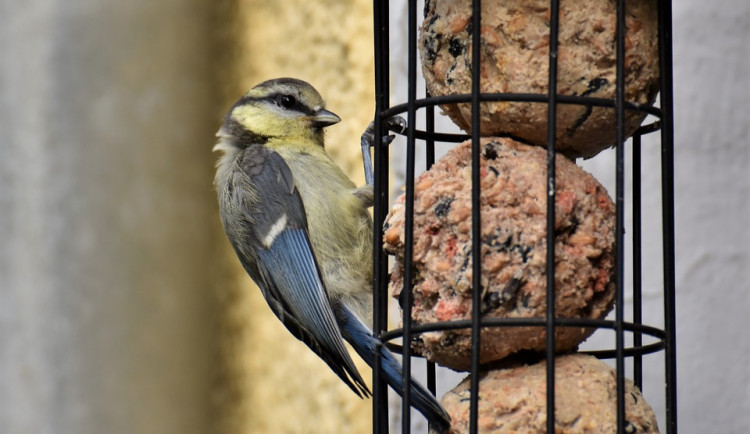 size3-16720521118225-103-co-nepatri-do-krmitek-ornitologove-radi-jak-ptaky-v-zime-spravne-prikrmovat