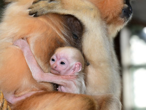 Sváteční radost v pavilonu opic. V Zoo Olomouc je k vidění maličké mládě gibona