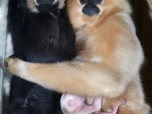 Vánoční radost v pavilonu opic. V Zoo Olomouc je k vidění maličké mládě gibona