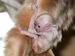 Vánoční radost v pavilonu opic. V Zoo Olomouc je k vidění maličké mládě gibona