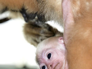 Vánoční radost v pavilonu opic. V Zoo Olomouc je k vidění maličké mládě gibona