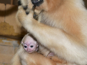 Vánoční radost v pavilonu opic. V Zoo Olomouc je k vidění maličké mládě gibona