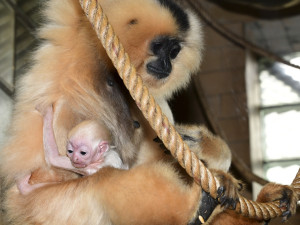 Vánoční radost v pavilonu opic. V Zoo Olomouc je k vidění maličké mládě gibona