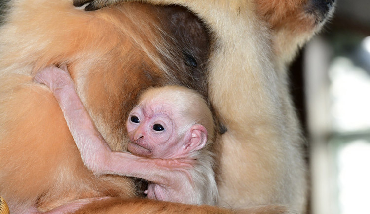 Vánoční radost v pavilonu opic. V Zoo Olomouc je k vidění maličké mládě gibona
