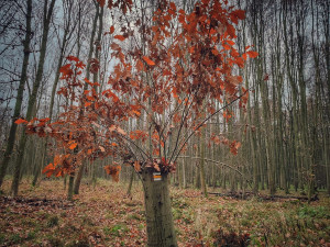 TIP NA VÝLET: Nenáročná procházka krásnou přírodou Pomoraví. Ideální na Silvestra nebo na Nový rok